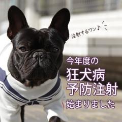 《重要》今年度の狂犬病予防注射が始まりました